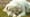 Un grand chien blanc de type grand pyrénéen, couché dans l'herbe, la tête posée sur ses pattes avant, le regard tourné vers l'objectif et expression triste.